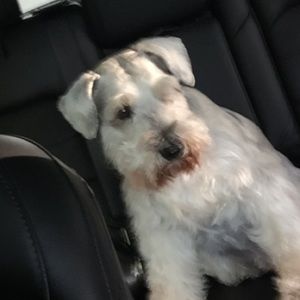 Meet your Posher, Max